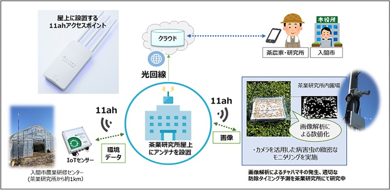 NTTアグリテクノロジーら 埼玉で茶のDX実証 Wi–Fi新規格活用